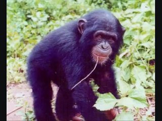 Dorothy the Chimpanzee - Do Animals Grieve? Ukulele Version
