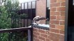 Red-tail hawk cleans a pigeon