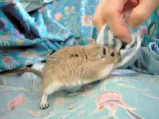 Sock tunneling gerbil