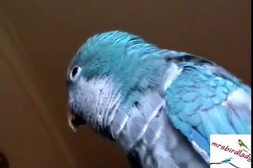 Joe the Quaker Parrot Talking and calling ''Mum'' ♥