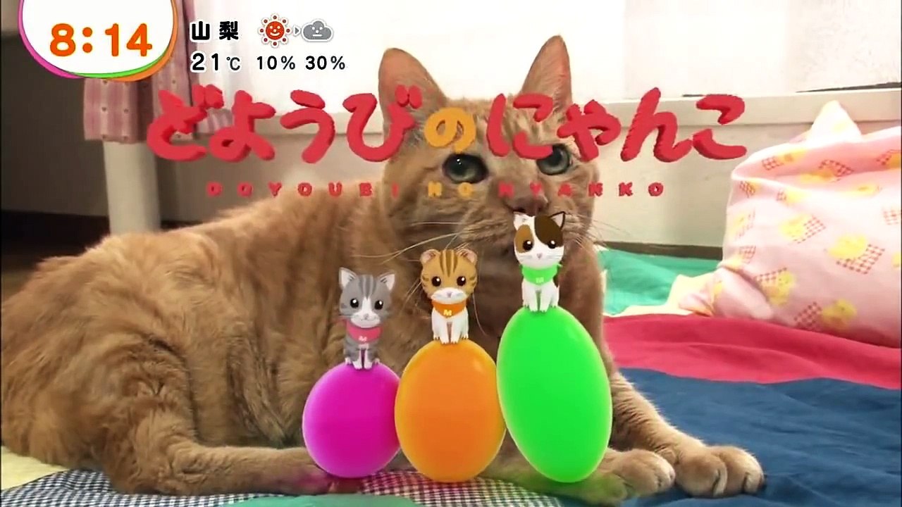 どようびのにゃんこ　トラ