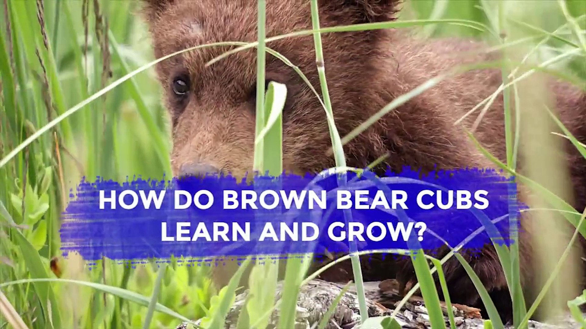 Disneynature Bears | Brown Bear Facts  |  Disney Insider