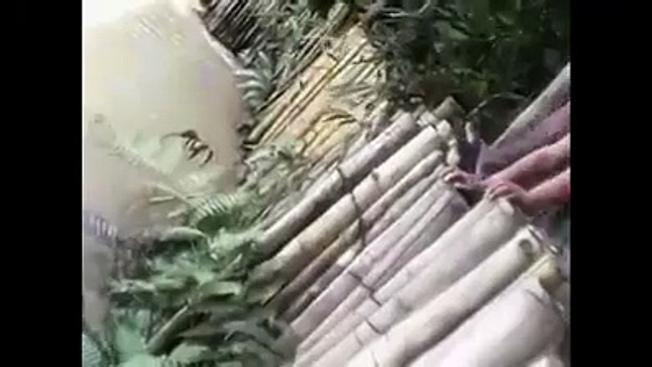 Gato contra cocodrilo