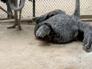 Ostrich lays an egg