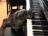 Chat qui joue du piano