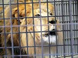 百獣の王ライオン、ナイルの雄たけび！京都市動物園