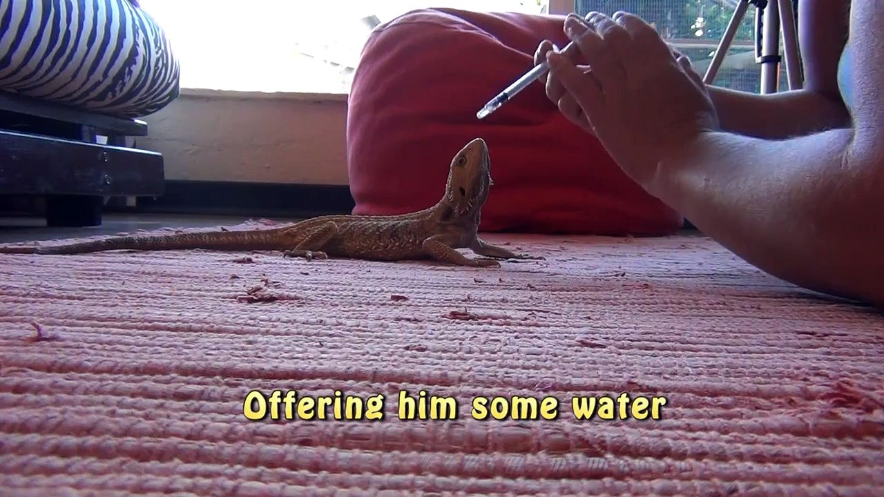 Bearded dragon gasping for air. Years of pet shop neglect. 13