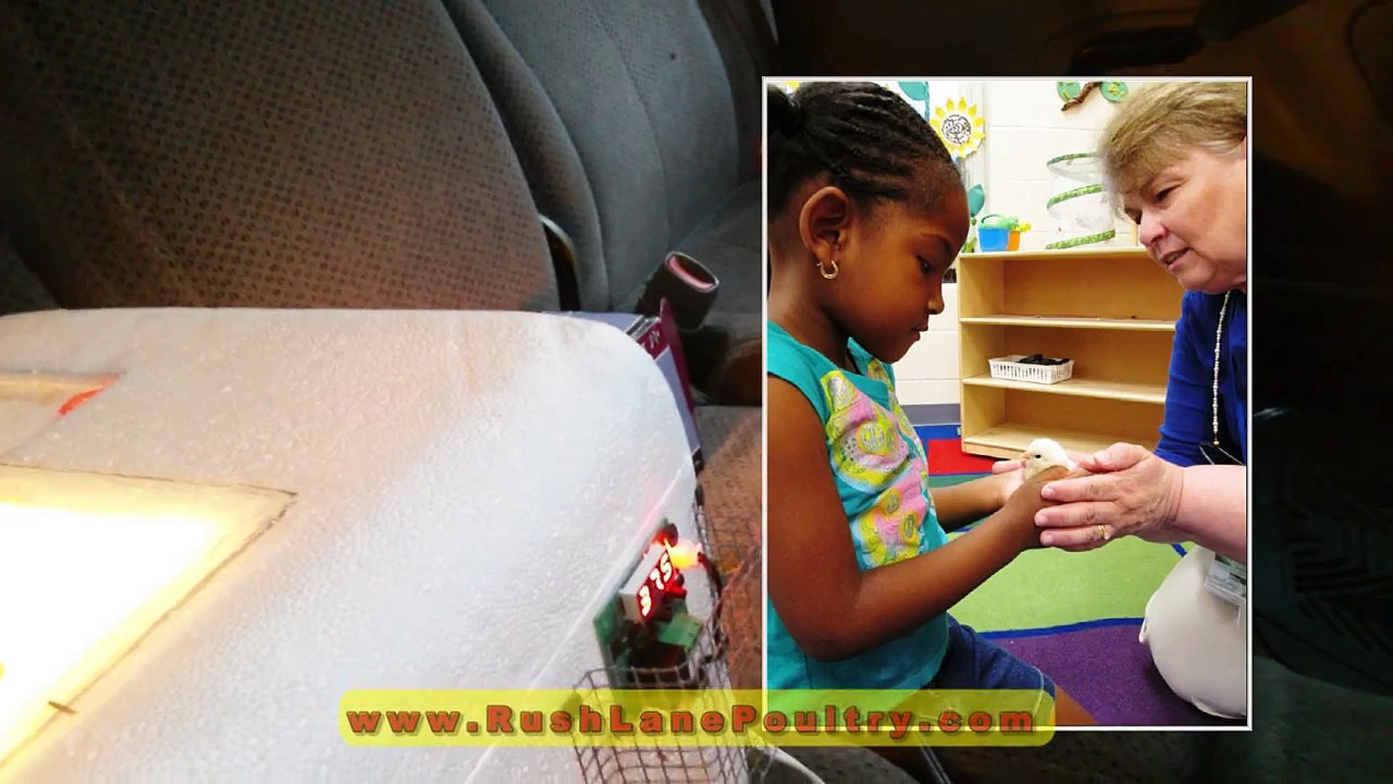 Hatching in the Classroom 2014 Update!
