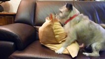 crazy - Hund rammelt heimlich ein Kissen und räumt hinterher wieder auf