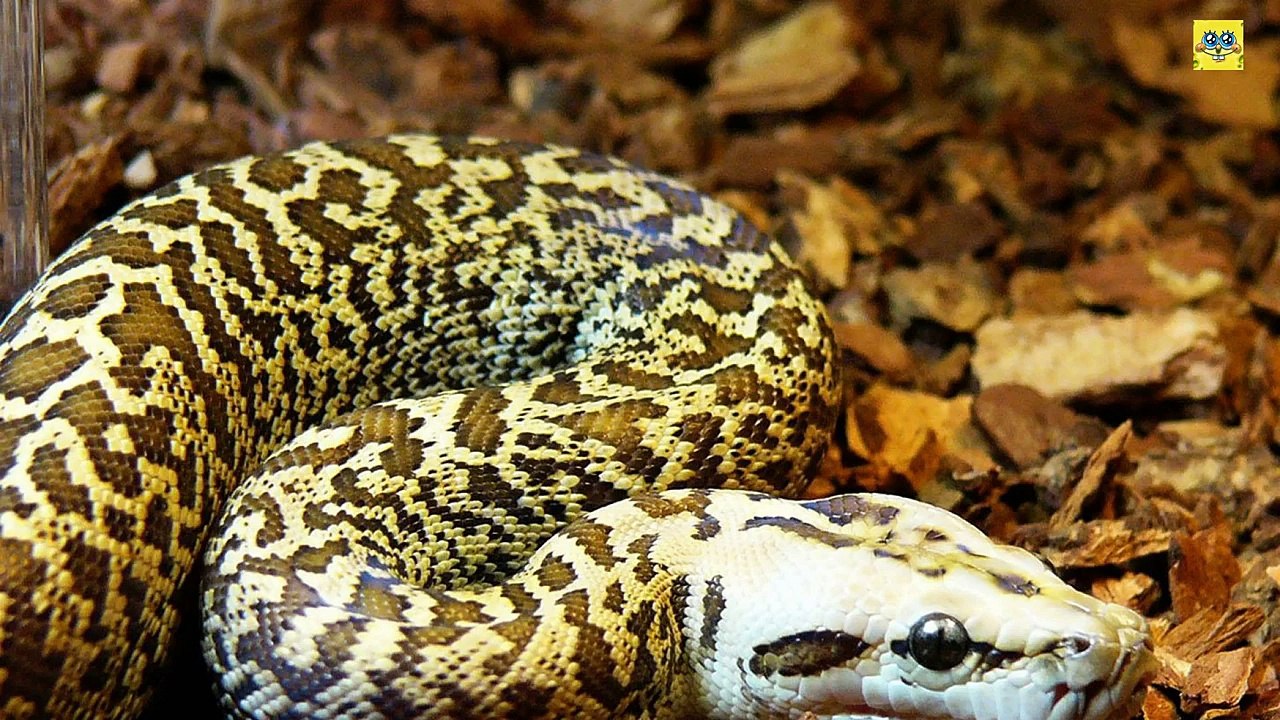 Los animales mas peligrosos del mundo - [1080p HD]