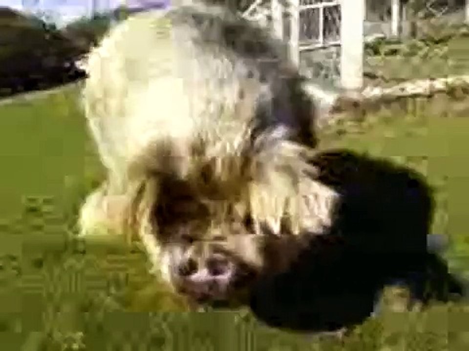Pig oinking