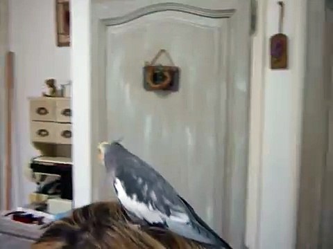 calopsitte qui chante trés drôle !!!