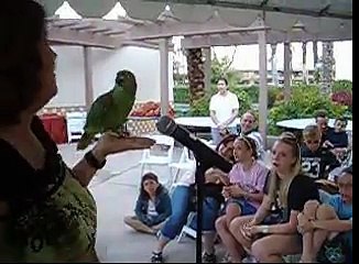 Lola, the not quite world's greatest singing parrot