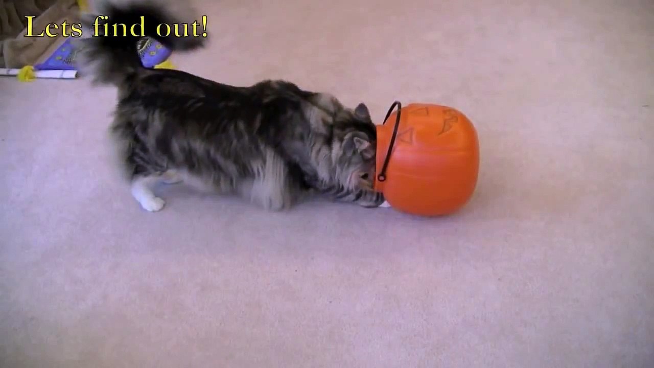 Trick Or Treat