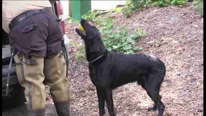Los K-9, perros con todas las de la ley