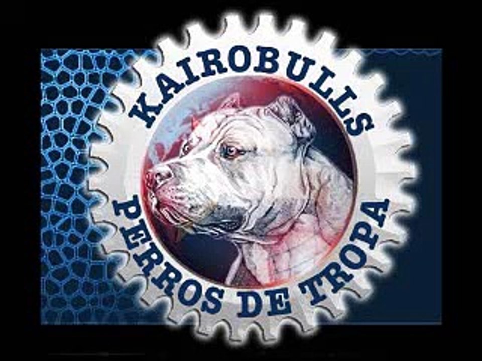 XXL PIT BULLS, AMERICAN BULLY PIT BULL BULLY, PITBULL TERRIER masive