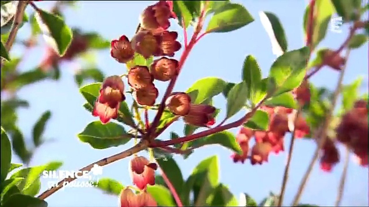 Silence, ça pousse ! 10.06.2015 VOSTF France 5