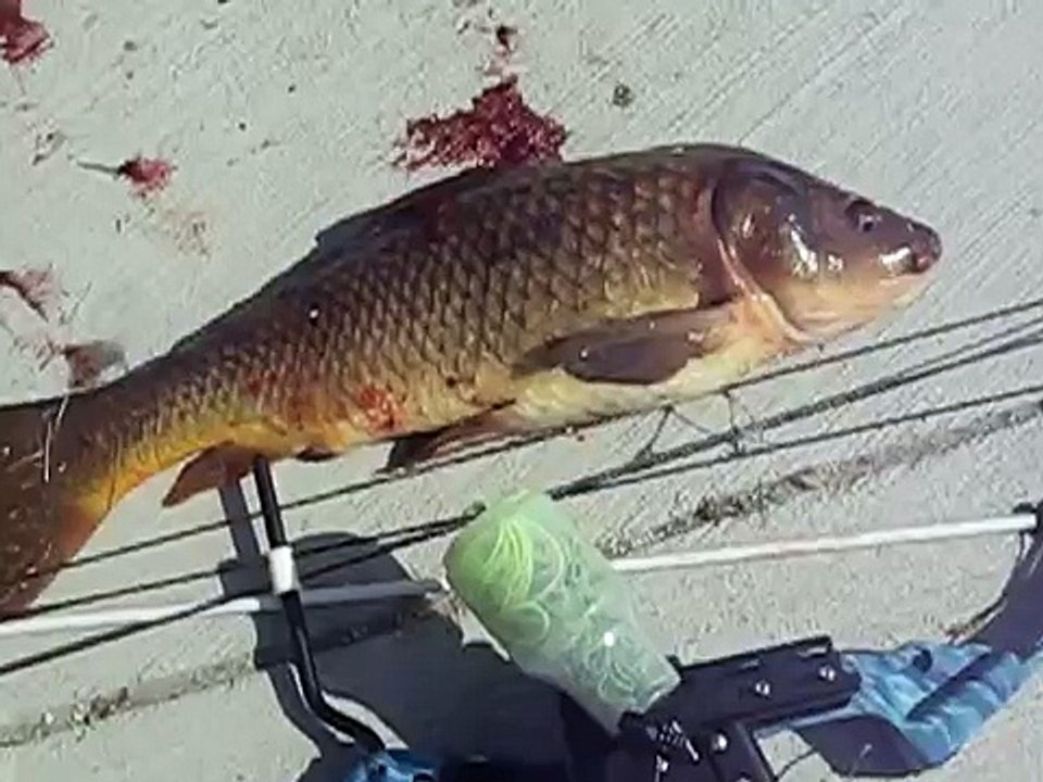 Nasty Trash Fish CarpKillers.com Barracuda Bow