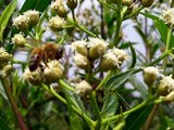 Abeja Vs Moscardón/Bee Vs Big Fly.  El Vuelo del Abejorro/Flight of the Bumble Bee