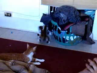 My hyper calico Kittens going crazy & playing