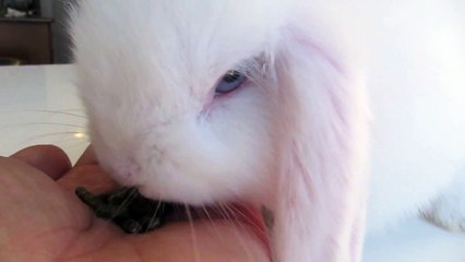 Hand Feeding a Baby Bunny