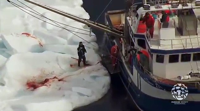 2010 Canada Seal Hunt: Raw Footage from the Ice