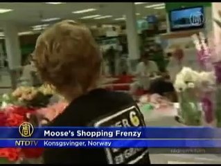 Moose on the Loose in Norwegian Shopping Center