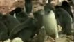 Pinguin Adeliepinguin Tiere Animals Natur SelMcKenzie Selzer-McKenzie