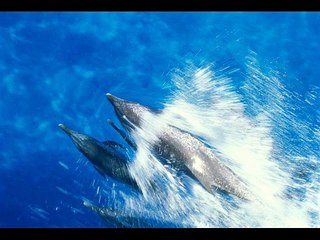 Surfing With The Dolphins