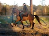 Buckskin Tennessee Walking Horse mare in training (not for sale)