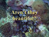 How The Coral Reef Wildlife Trade Is Degrading Coral Reefs .wmv