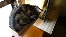 どうしても入りたかった猫 - The cat which wanted to fit into the small box.