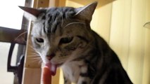 猫の可愛いペロペロ #2 - The cat which licks the finger.