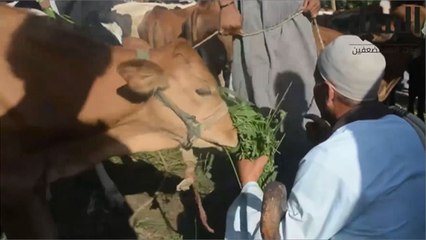 ردود فعل ساخطة بعد ضبط لحوم حمير بمصر