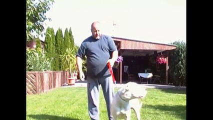 Dogo Argentino Rüde soll eingeschläfert werden