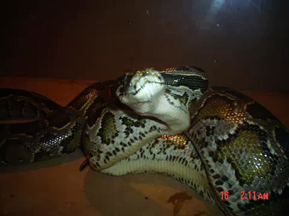 Phyton