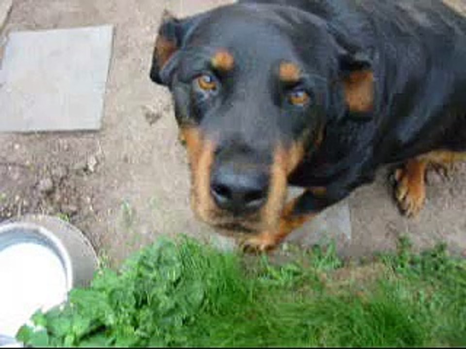 My Dog