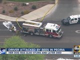 Driver attacked by bees in Peoria