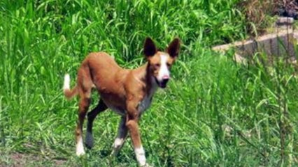 Little Pod Association Podenco Rescue - Savanah & her family