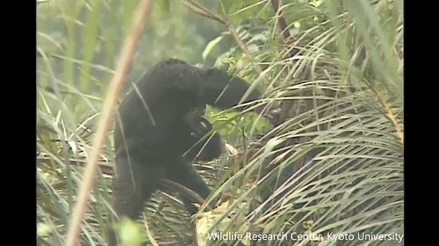 A los chimpancés les gusta beber alcohol