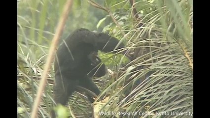 A los chimpancés les gusta beber alcohol