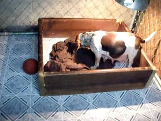 10/24/09 TODAYS THE DAY!! Brandy is in labor!!