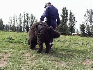 Adiestramiento Cognitivo-emocional, 1era. sesión, "Rocco"