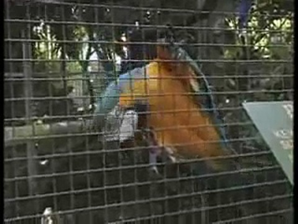 The Blue and Yellow Macaw