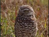 Burrowing owls