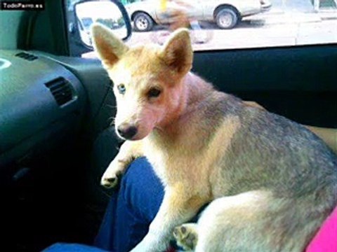 Reflexiones De Mariano Osorio - El Diario De Un Perro.avi