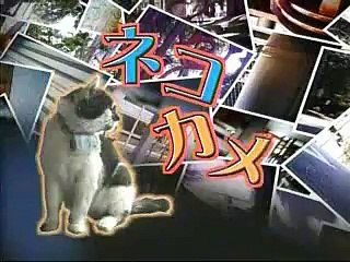 japanese cat cam