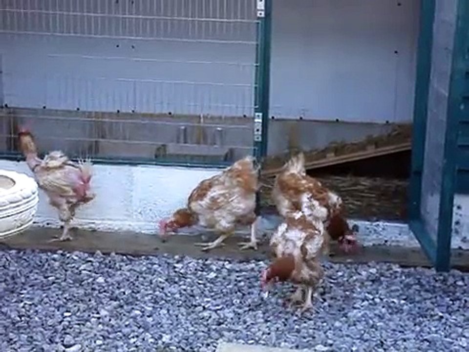 Ex Battery Hens