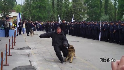Police Day - Police dogs - Dan Policije - Policijski psi - Zenica 2011