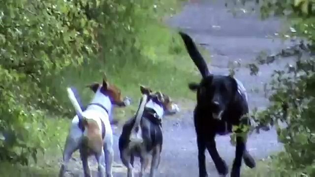 Walking the Dog - Barnaby, Bruce and Freya Hopping through the fields of Earsdon in the rain!